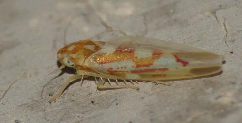 Zygina griseombra